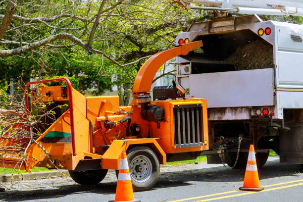 Oak Trail Shores, TX Tree Care  Company